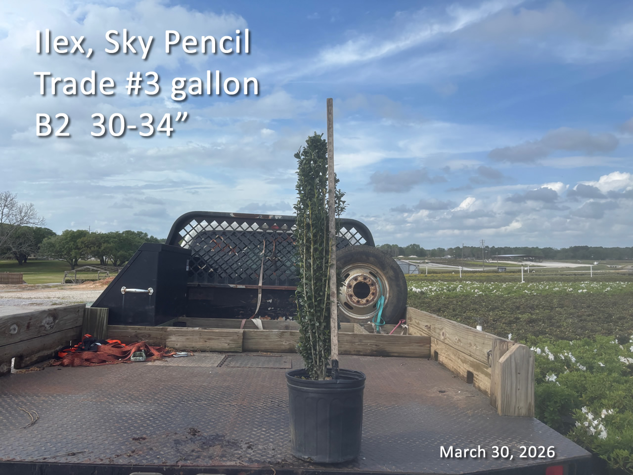 gallery/sky3t b2 mar30.jpg